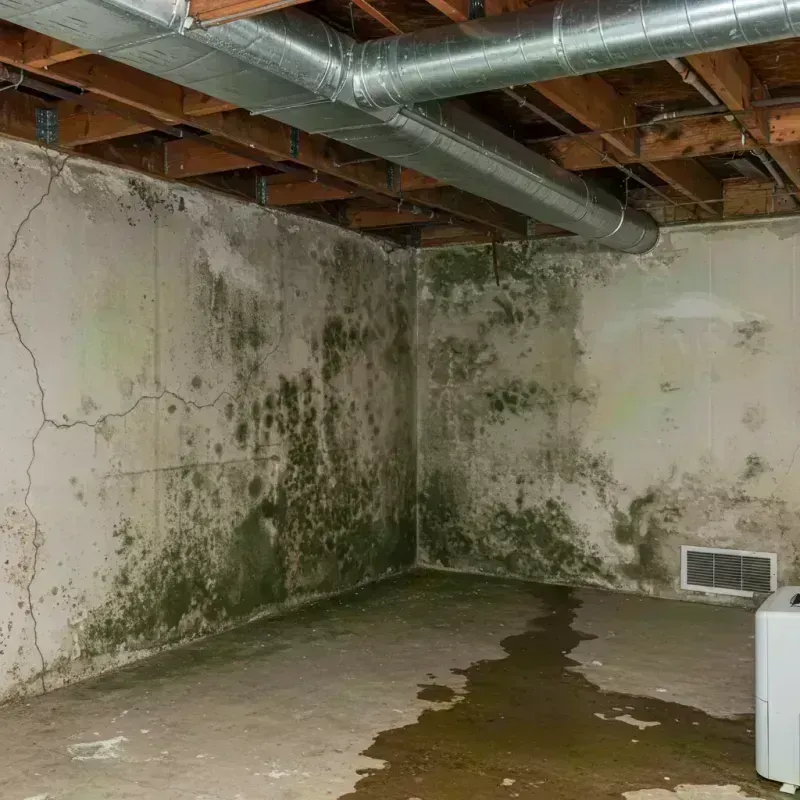 Professional Mold Removal in Redlands, CO